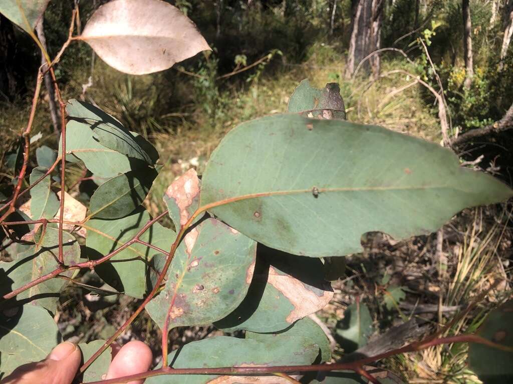 Image of Eucalyptus fibrosa subsp. fibrosa