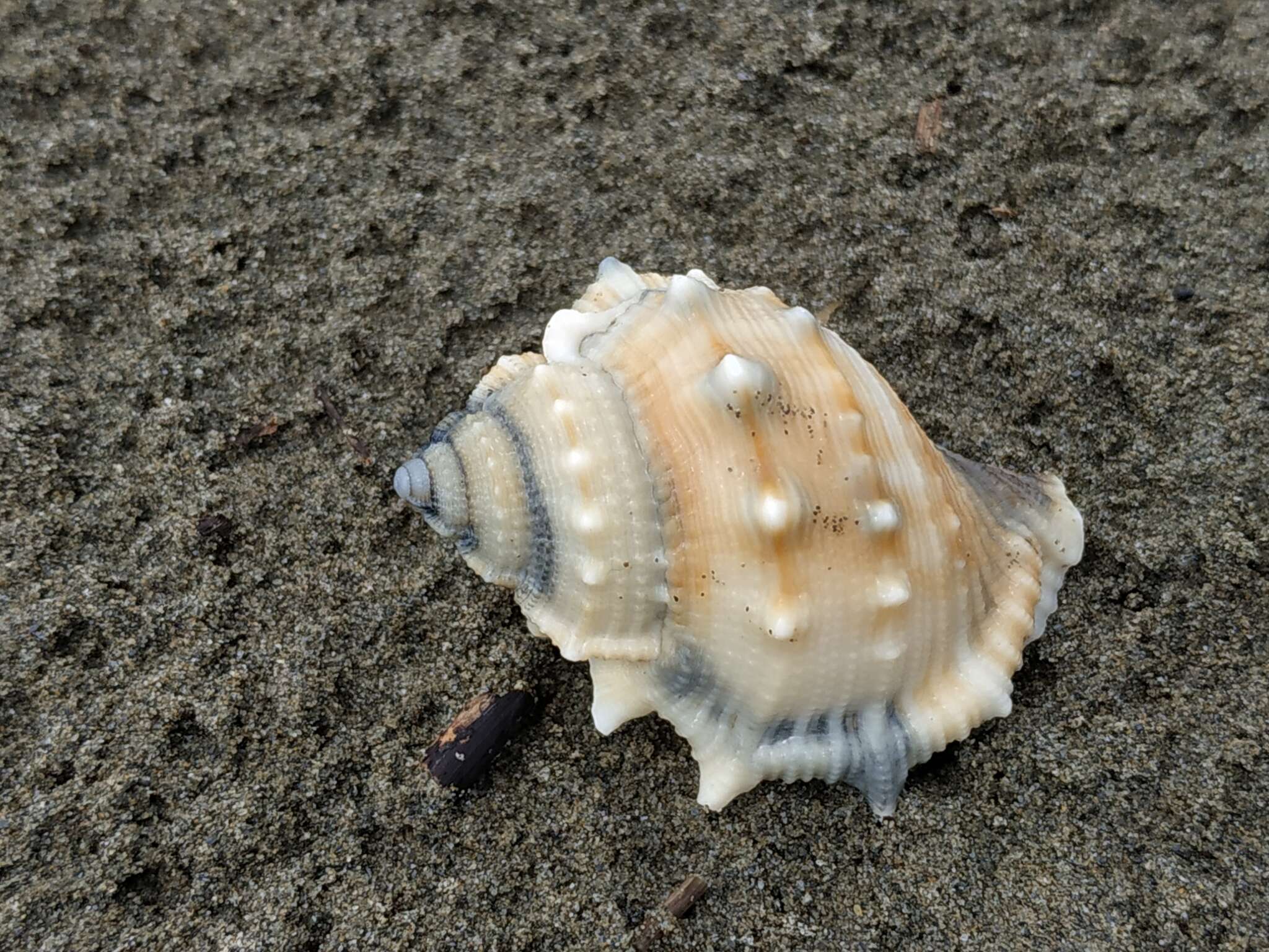 Image of common frogsnail