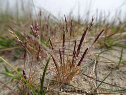Image of early sand-grass