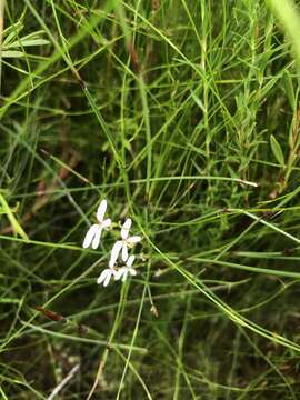 Image of Stylidium pygmaeum R. Br.