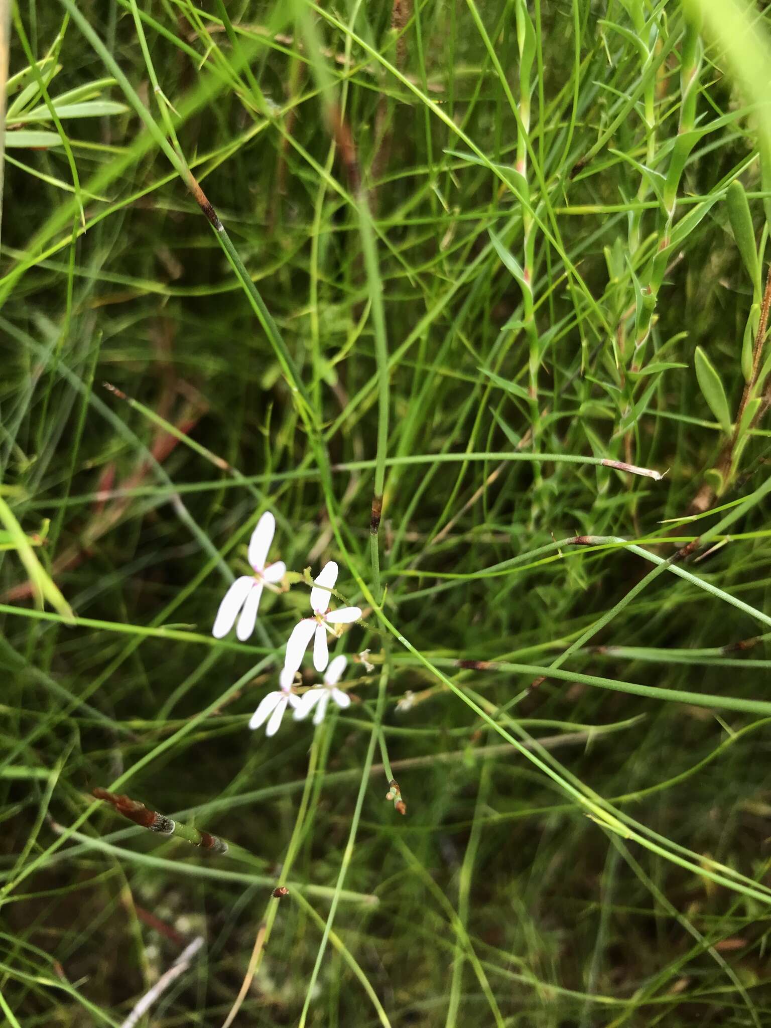 Image de Stylidium pygmaeum R. Br.