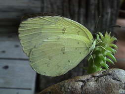 Image of Eurema lacteola (Distant 1886)