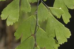 Слика од Adiantum capillus-veneris L.