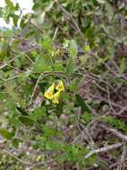 Image of Tropaeolum brachyceras Hook. & Arn.