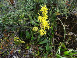 Image of Cyrtochilum pardinum Lindl.