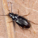 Слика од Bembidion (Philochthus) guttula (Fabricius 1792)