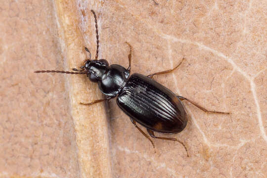 Image de Bembidion (Philochthus) guttula (Fabricius 1792)