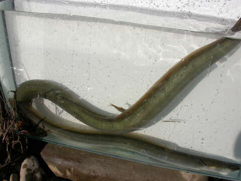 Image of freshwater eels