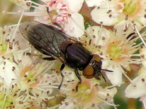 Image of Orthonevra pictipennis (Loew 1863)