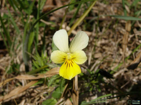 Image of Viola tricolor subsp. matutina (Klokov) Valentine