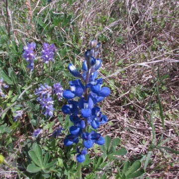 Image of Texas bluebonnet