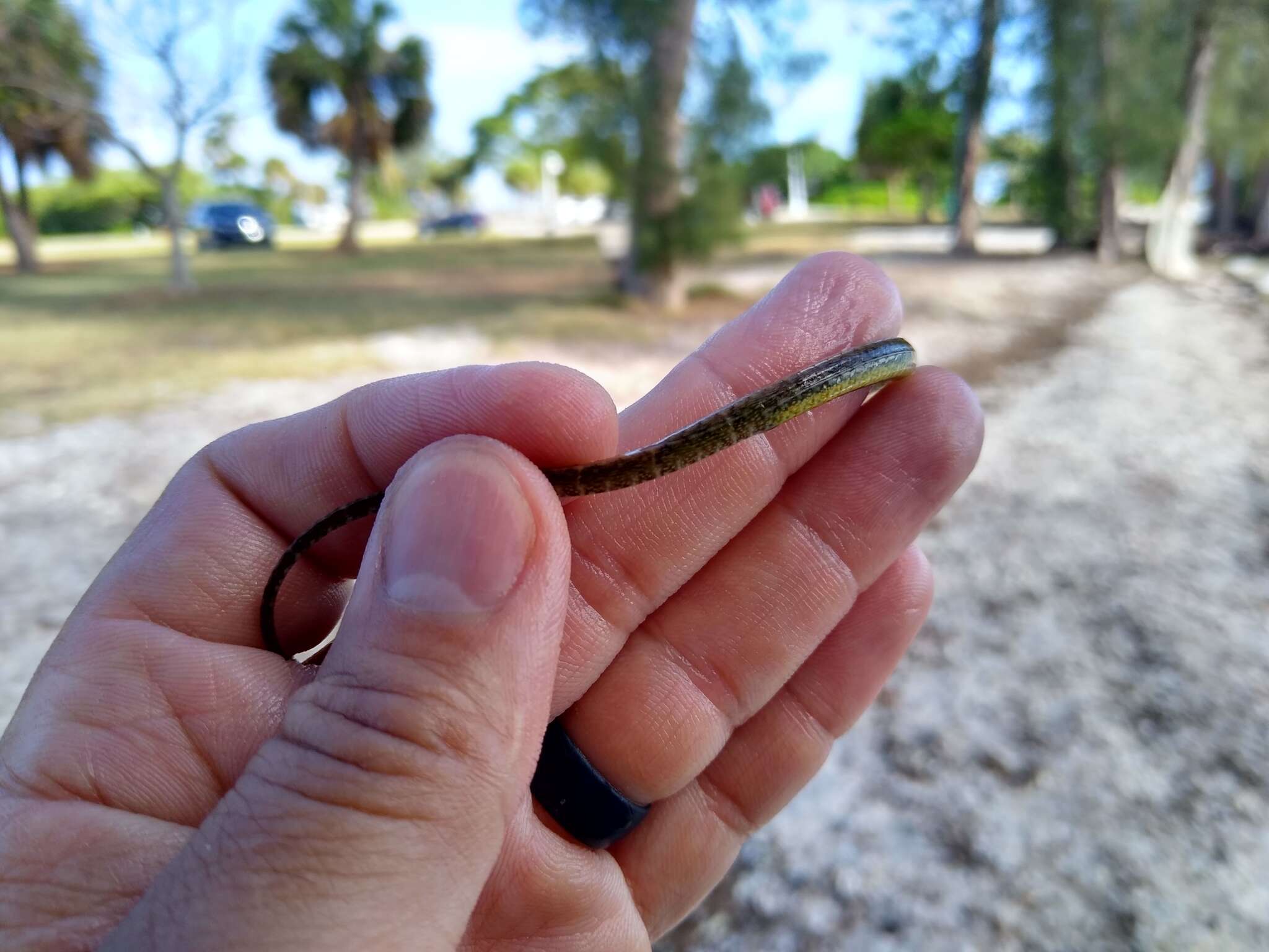 Image of Dusky pipefish