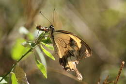 Image of African Swallowtail