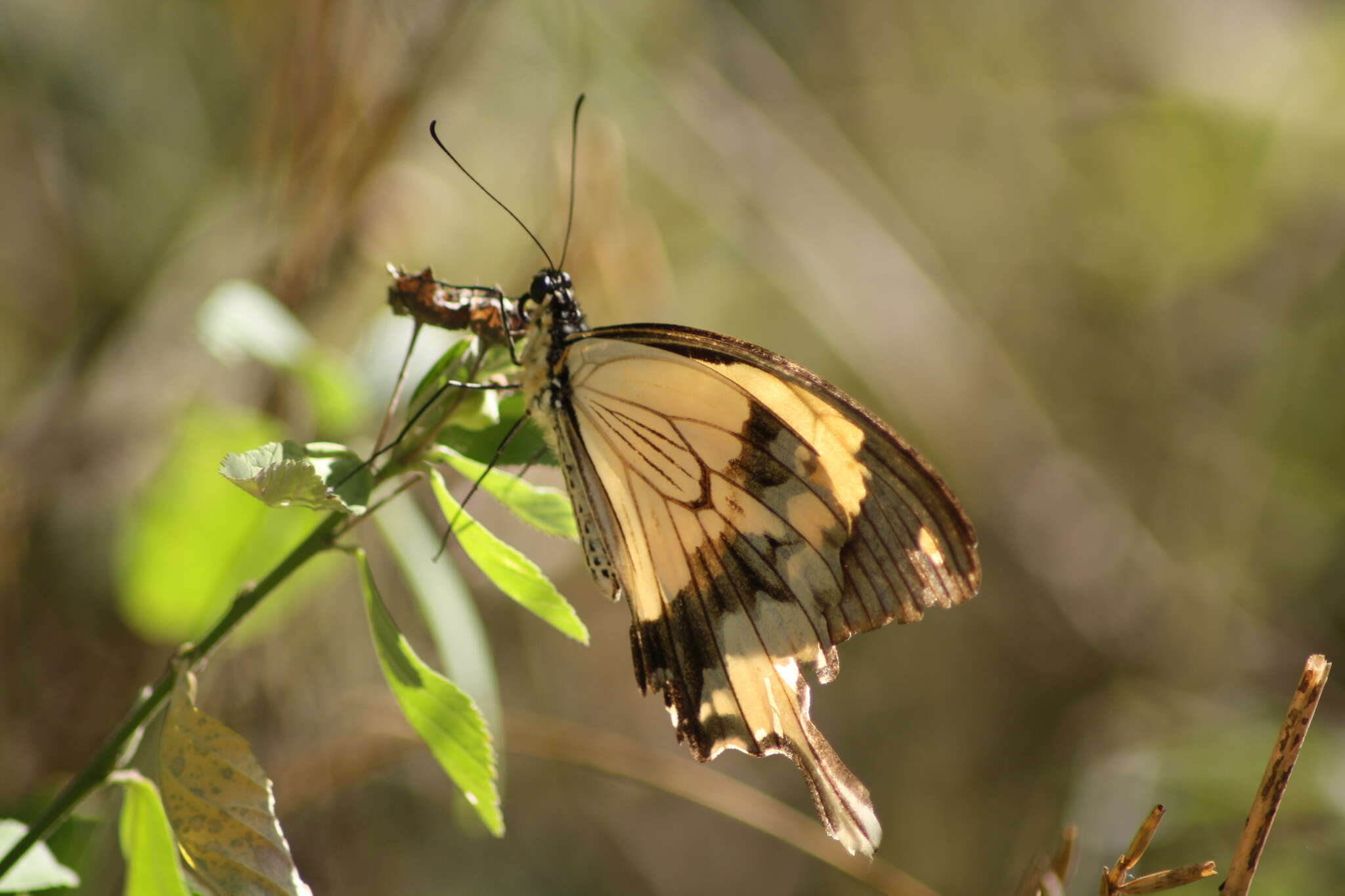 Imagem de Papilio dardanus Brown 1776