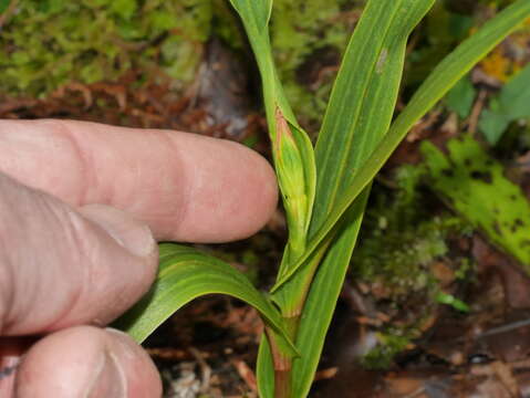 Image of Pterostylis cardiostigma D. Cooper