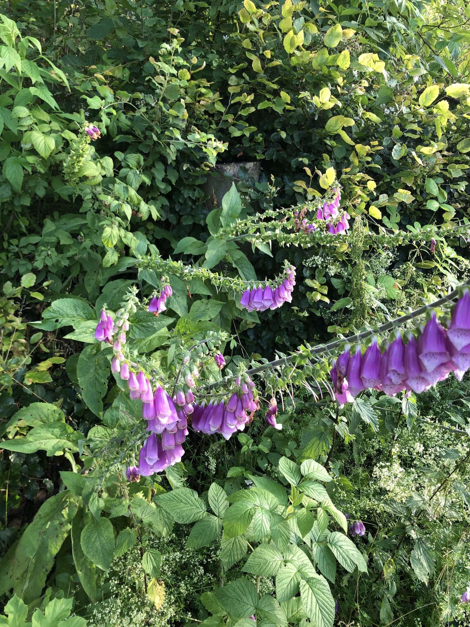 Image of purple foxglove