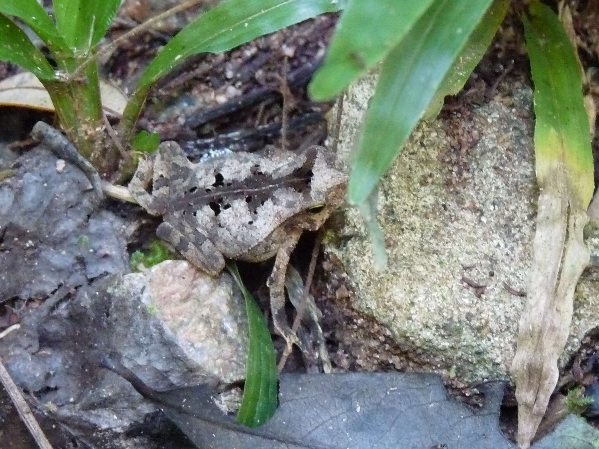 Image of Rhinella castaneotica (Caldwell 1991)