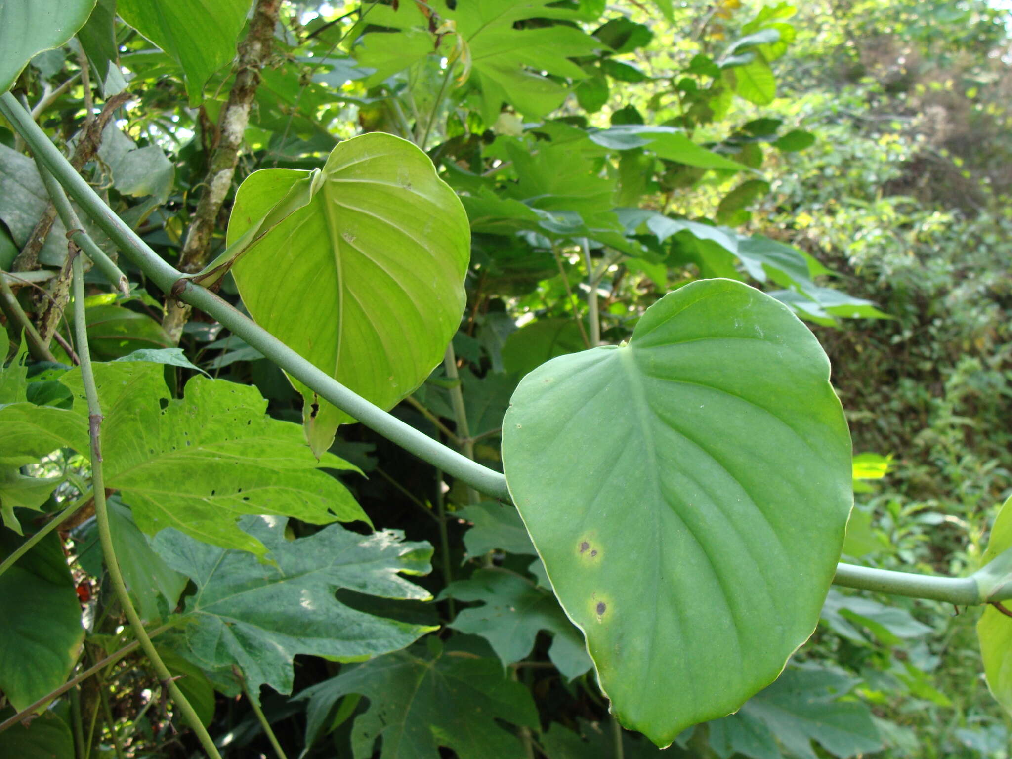 Image of Monstera acuminata K. Koch