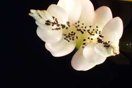 Image of Cape pondweed