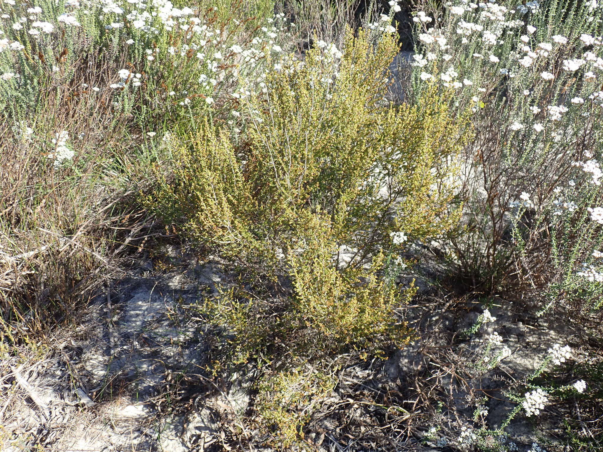 Image of Erica axillaris Thunb.