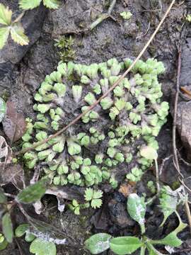 Image of Purple-fringed Riccia