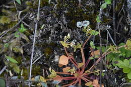 Слика од Claytonia rubra subsp. rubra