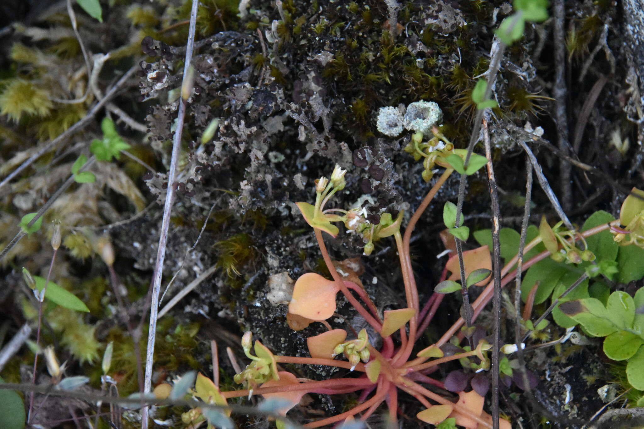 Слика од Claytonia rubra subsp. rubra