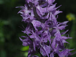 Dactylorhiza urvilleana (Steud.) H. Baumann & Künkele resmi