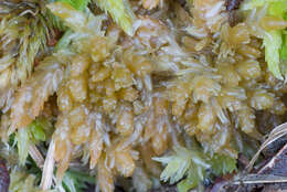 Image of sphagnum