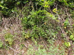 Image of Mandevilla urophylla (Hook. fil.) R. E. Woodson