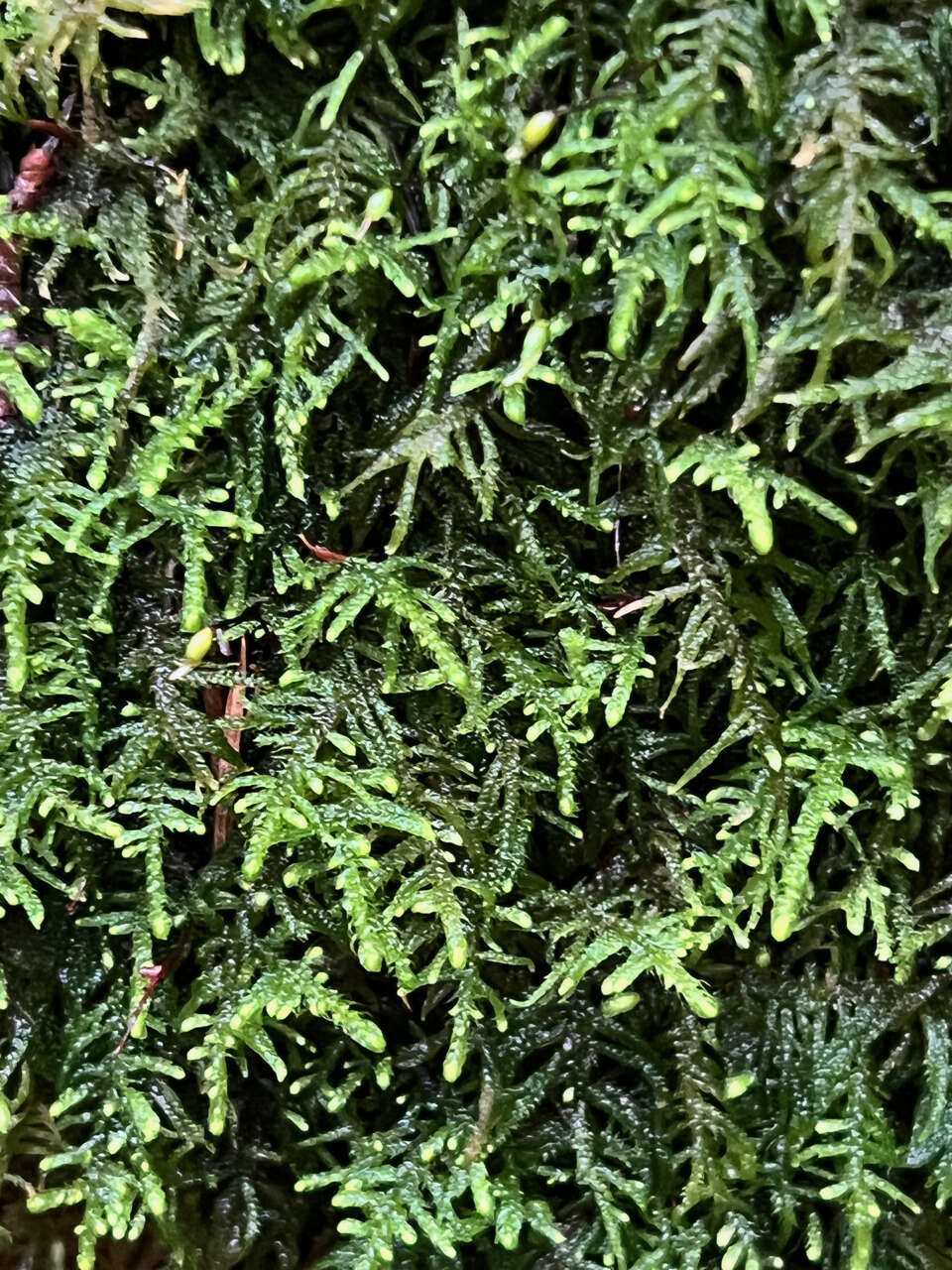 Image of claopodium moss