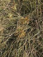 Imagem de Spinifex longifolius R. Br.