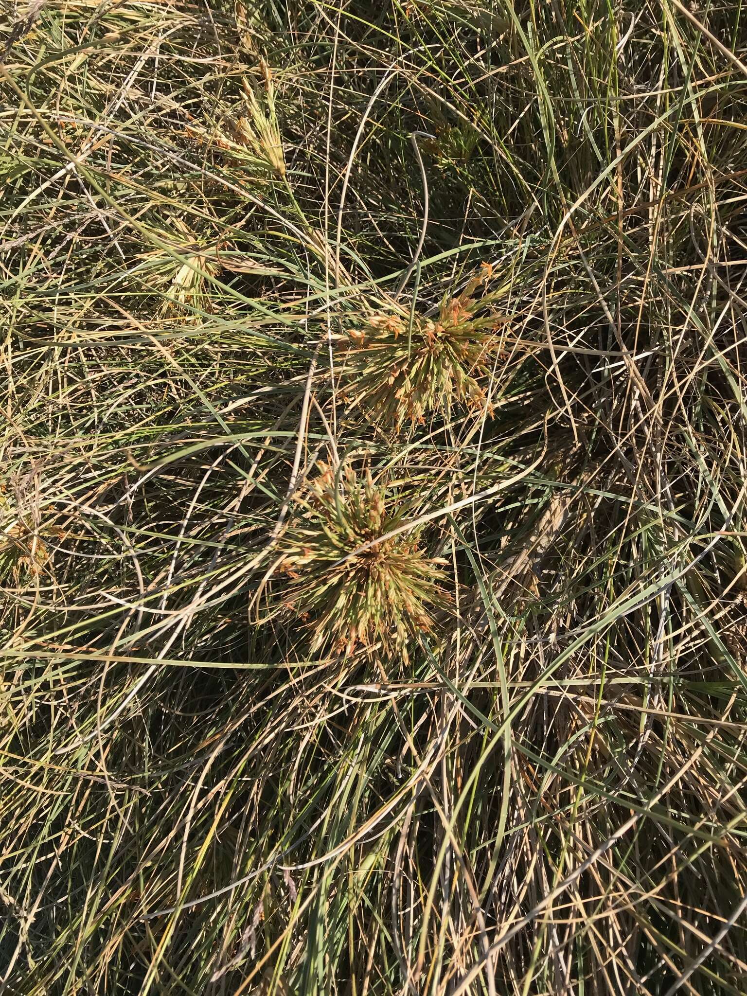 Imagem de Spinifex longifolius R. Br.