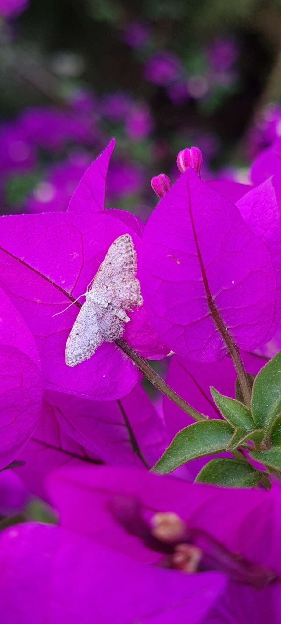 صورة Idaea incisaria Staudinger 1892