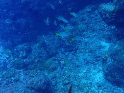 Image of Blue and gold snapper