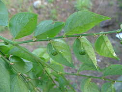 Phyllanthus acuminatus Vahl的圖片