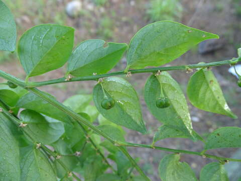 Image of Jamaican gooseberry tree