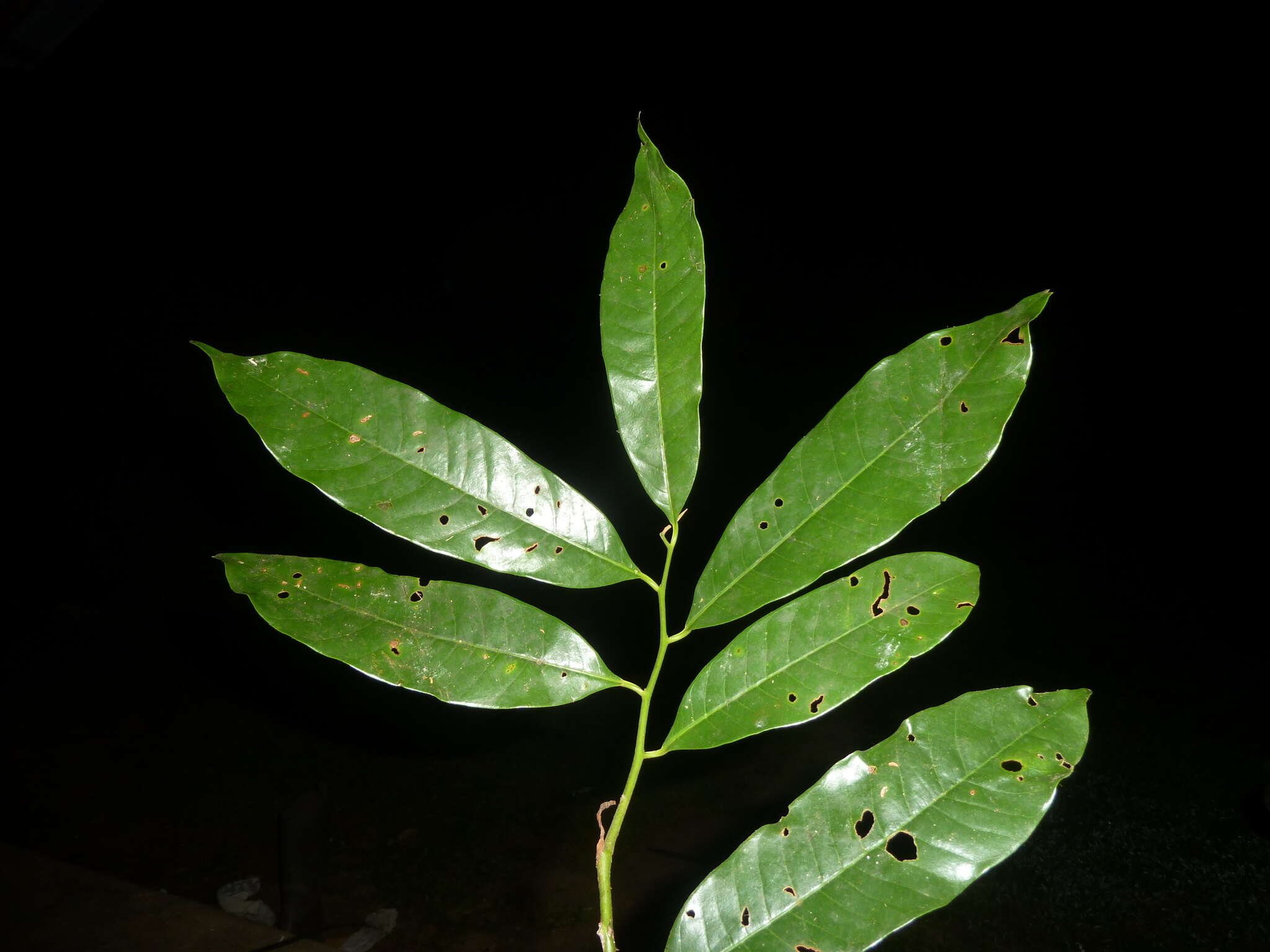 Sivun Virola guatemalensis (Hemsl.) Warb. kuva