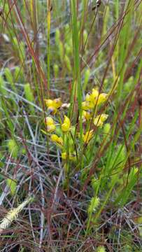 Image of pod-grass family