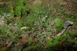 Image of Trowel leaved greenhood orchid