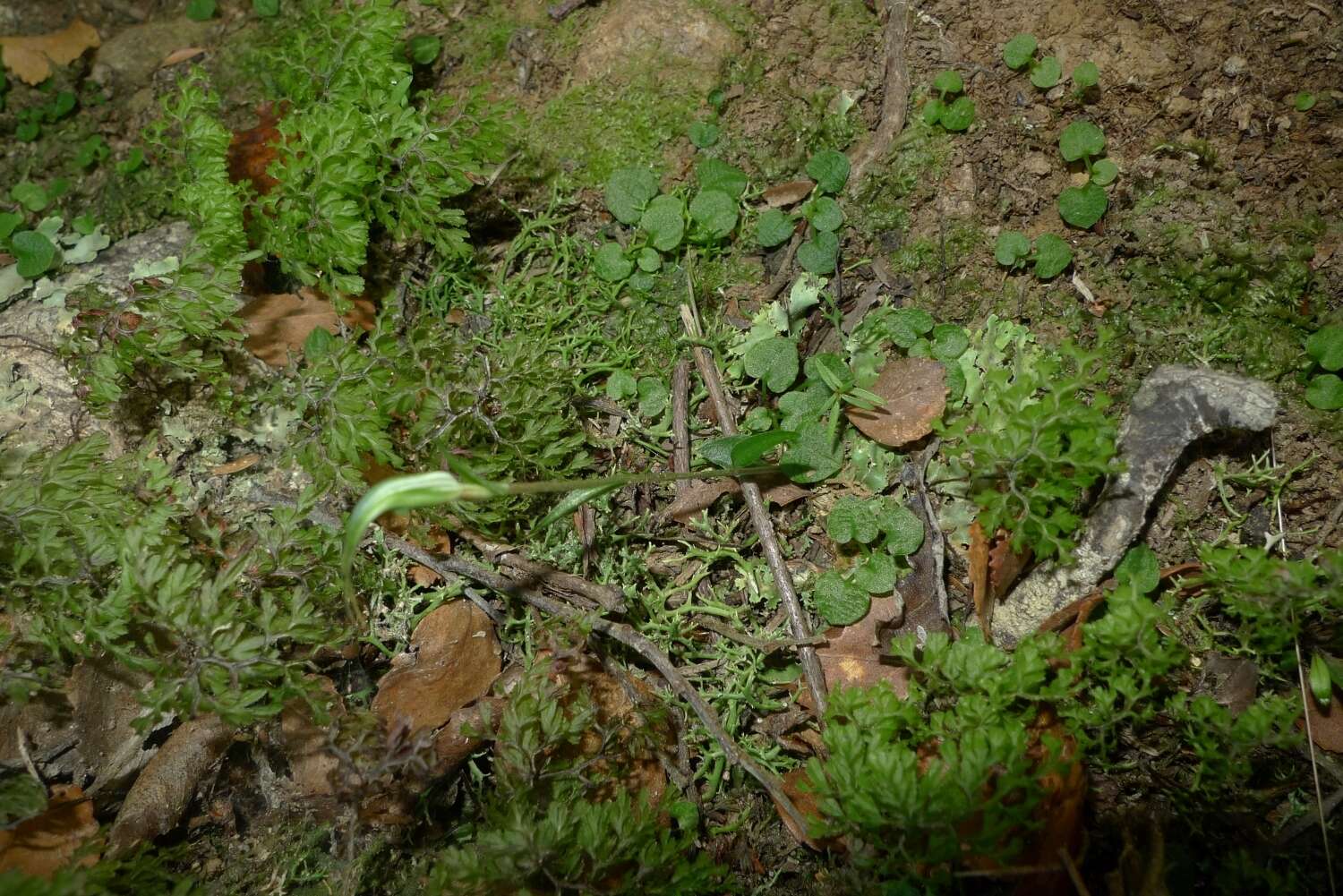 Image of Trowel leaved greenhood orchid