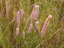 Image of Erica alopecurus var. alopecurus