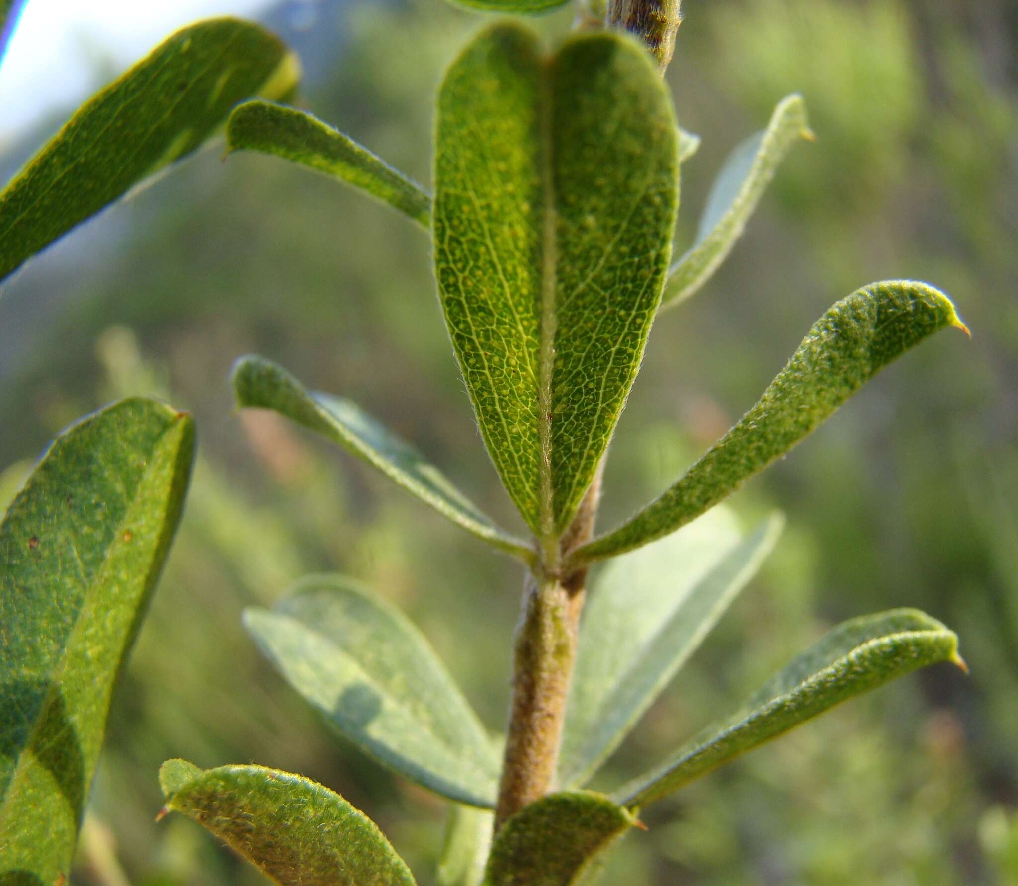 Otholobium spicatum (L.) C. H. Stirt. resmi