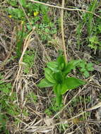 Image of Lilium distichum Nakai ex Kamib.