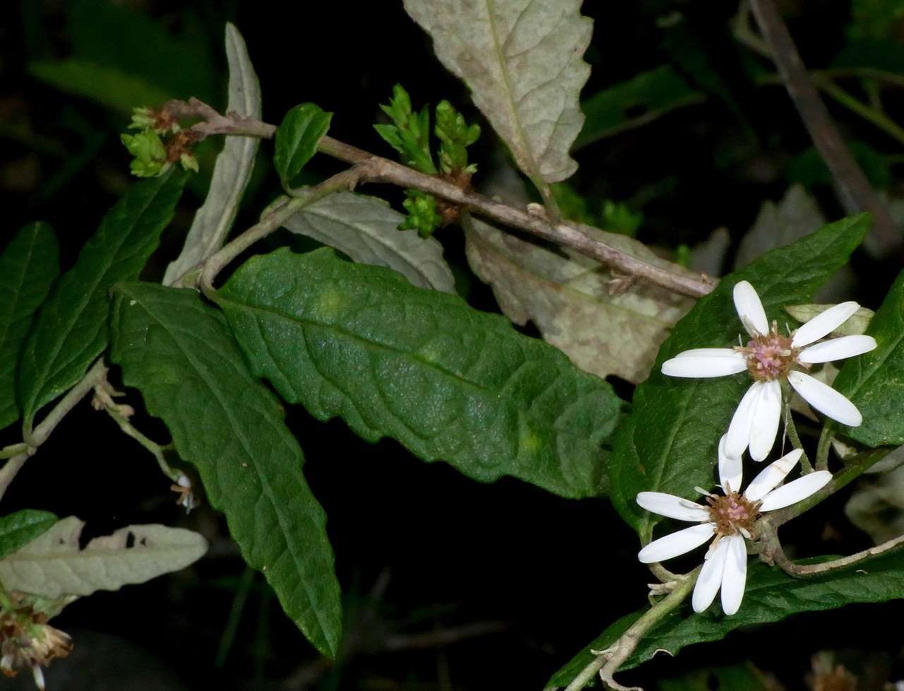 Image of Olearia rugosa subsp. rugosa