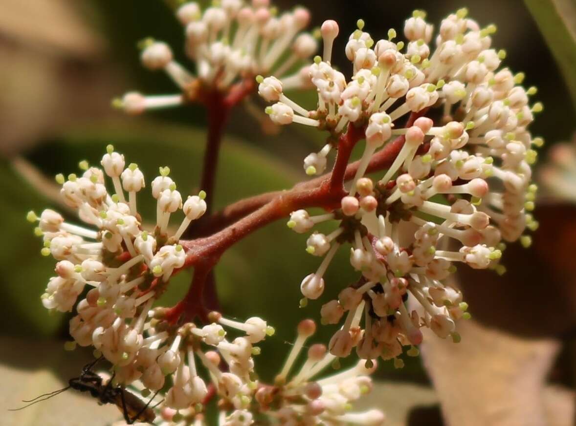 Image of Ixora brachiata Roxb.