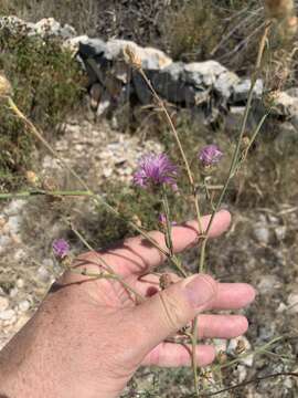 Image of Centaurea spinosociliata Seenus