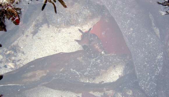 Aplysia punctata (Cuvier 1803) resmi