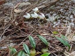 Imagem de Bulbophyllum newportii (F. M. Bailey) Rolfe
