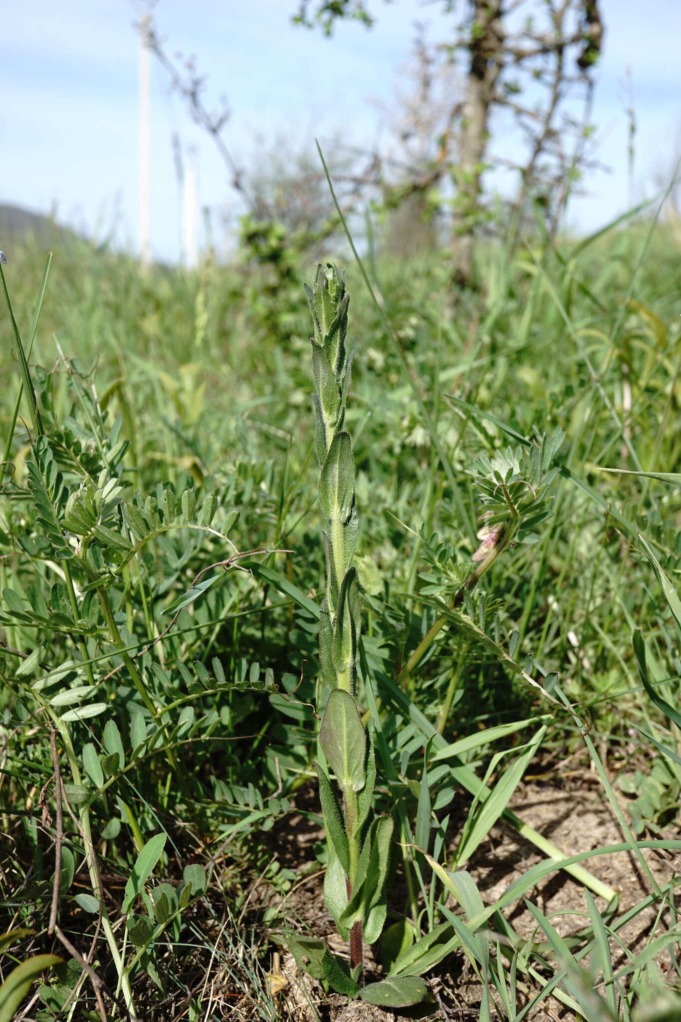 Image of Arabis sagittata (Bertol.) DC.